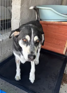 Adopt Alexis