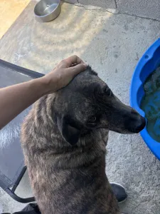 Adopt Alexia