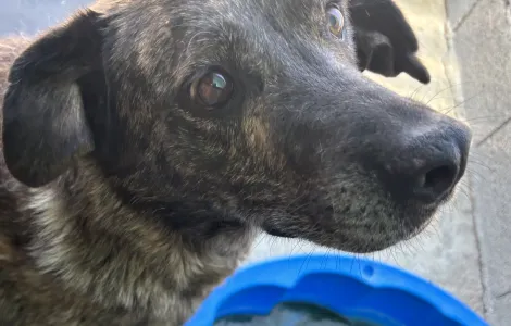 Adopt Alexia