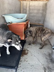 Adoptionsprofil für Alexis