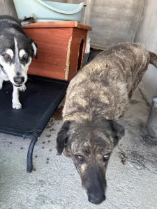 Adopt Alexia