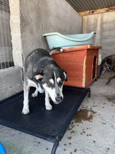 Adopt Alexis
