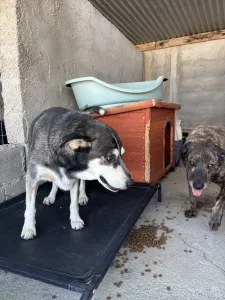 Adopt Alexis