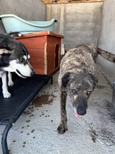 Adopt Alexis
