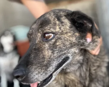 Adopt Alexia