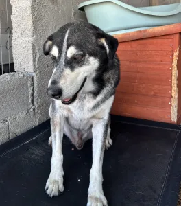 Adopt Alexis