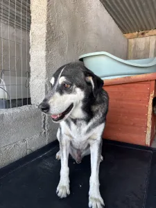 Adopt Alexis