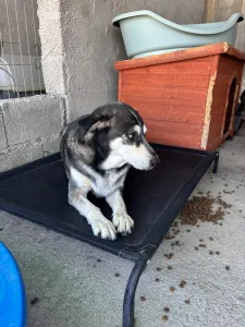 Adopt Alexis