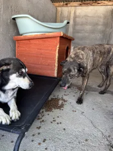 Adopt Alexis