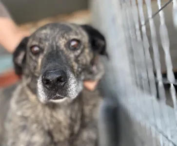 Adopt Alexia
