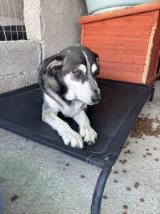 Adopt Alexis