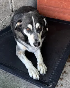 Adopt Alexis