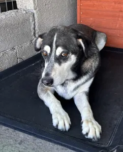 Adopt Alexis