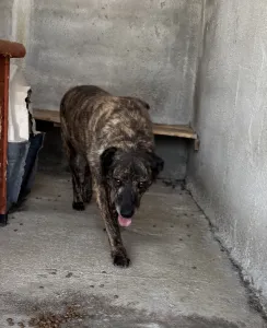 Adopt Alexia