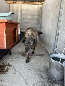 Adopt Alexia