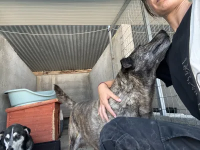 Adopt Alexia
