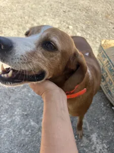 Adoptie hond Betty
