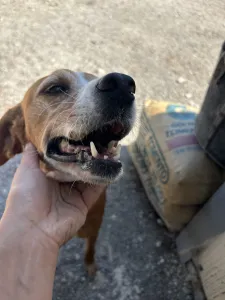 Adoptie hond Betty
