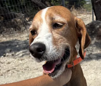 Adoptie hond Betty