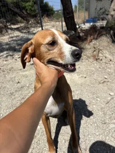 Adoptie hond Betty