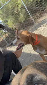 Hund Meli adoptieren