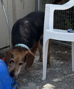 Adoptie hond Orestis