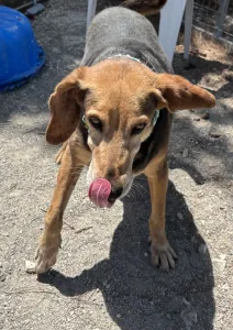 Adoptie hond Orestis