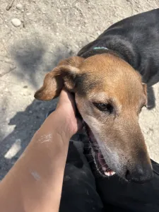 Adoptie hond Orestis