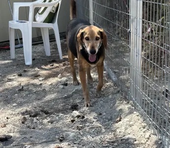 Adoptie hond Orestis