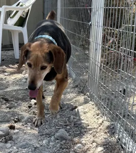 Adoptie hond Orestis