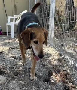 Adoptie hond Orestis