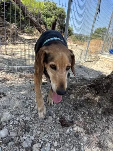Adoptie hond Orestis