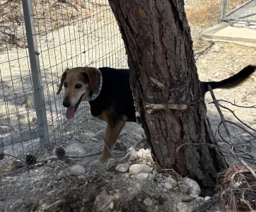 Adoptie hond Orestis