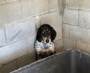 Hund Roula adoptieren