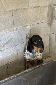Hund Roula adoptieren