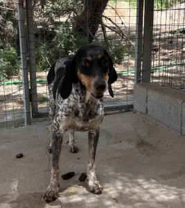 Hund Roula adoptieren