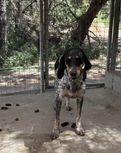 Hund Roula adoptieren