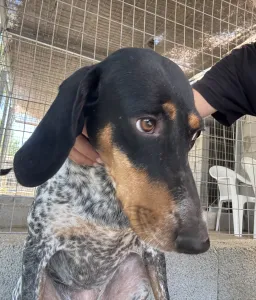 Hund Roula adoptieren