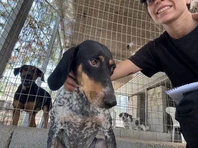Hund Roula adoptieren