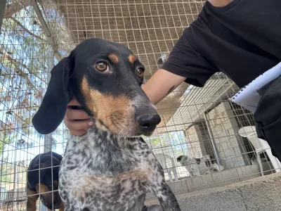 Hund Roula adoptieren