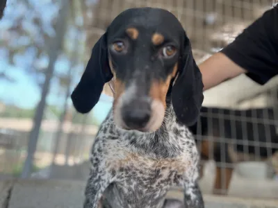 Adoptionsprofil für Roula