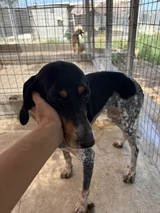 Hund Roula adoptieren