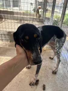 Hund Roula adoptieren