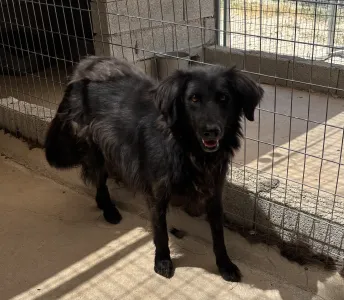 Adoptionsprofil für Leonardo