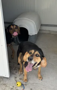 Adopt Konstantinos