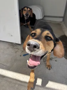 Adopt Konstantinos