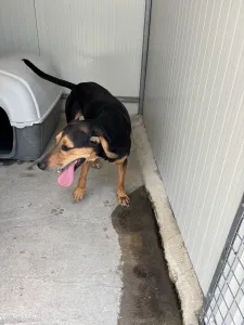 Adopt Konstantinos