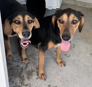 Adopt Konstantinos