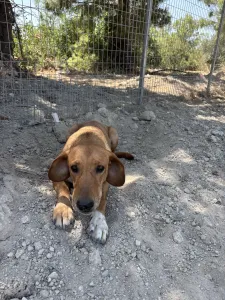 Adopt Vanilia