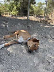 Adopt Vanilia